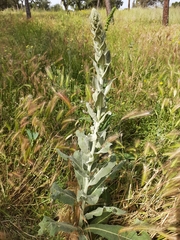 Verbascum pulverulentum
