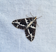 Electrophaes niveonotata