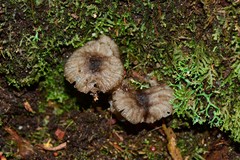 Entoloma violaceocoeruleum