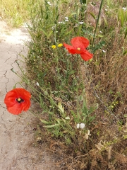Papaver rhoeas
