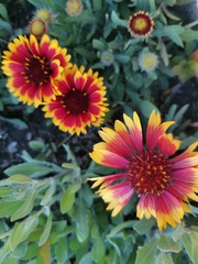 Gaillardia pulchella