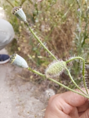 Papaver rhoeas
