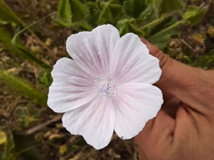 Malva hispanica