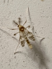 Psectrotanypus dyari