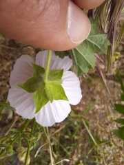 Malva hispanica