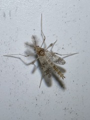 Psectrotanypus dyari