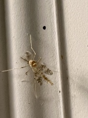 Psectrotanypus dyari