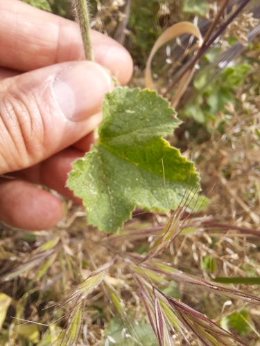 Image of Malva hispanica by no rights reserved