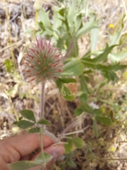 Trifolium hirtum