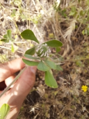 Trifolium hirtum
