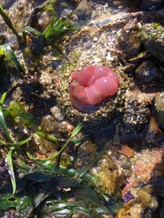 Urticina clandestina