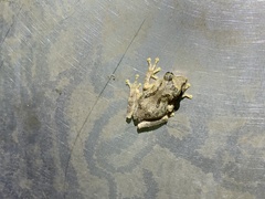 Kurixalus idiootocus