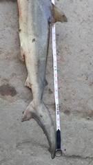 Carcharhinus macloti