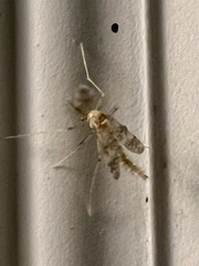 Psectrotanypus dyari