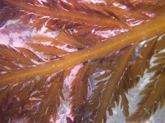 Desmarestia ligulata