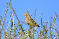 Emberiza impetuani