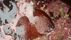 Chondracanthus
