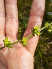 Rumex palustris