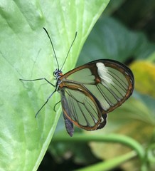 Pagyris cymothoe