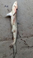 Carcharhinus macloti