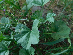 Malva sylvestris