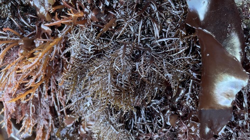 Image of Chondracanthus canaliculatus by (c) Allison Gong, some rights reserved (CC BY)