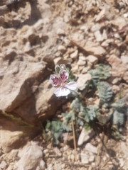 Erodium cazorlanum