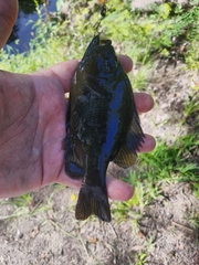 Lepomis punctatus
