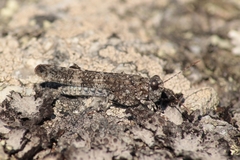 Oedipoda coerulea