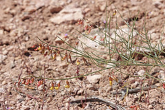 Astragalus convallarius finitimus