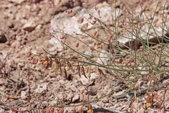 Astragalus convallarius finitimus