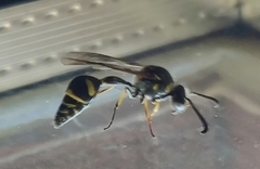 Eumenes mediterraneus