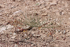 Astragalus convallarius finitimus