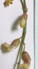 Astragalus convallarius finitimus