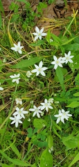 Ornithogalum