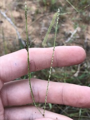 Digitaria ternata