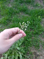 Capsella bursa-pastoris