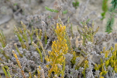 Thesium flexuosum