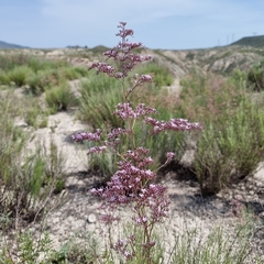 Limonium caesium