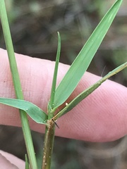 Digitaria ternata