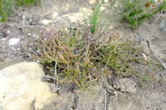 Thesium flexuosum