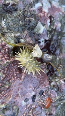 Strongylocentrotus purpuratus