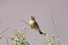 Emberiza impetuani