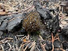 Morchella angusticeps