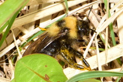 Bombus