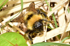 Bombus