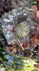 Strongylocentrotus purpuratus