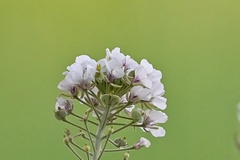 Dimorphocarpa candicans