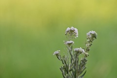 Dimorphocarpa candicans