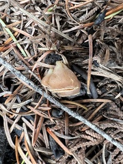 Morchella angusticeps